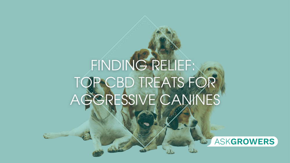 Finding Relief: Top CBD Treats for Aggressive Canines